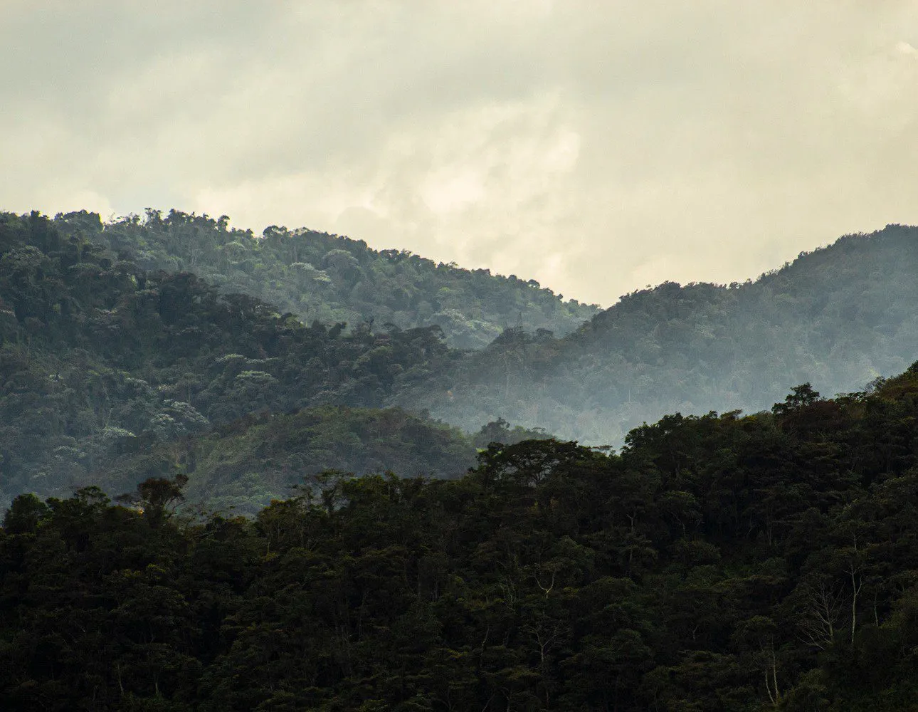 word image 3805 22 SalvaBosques Colombia